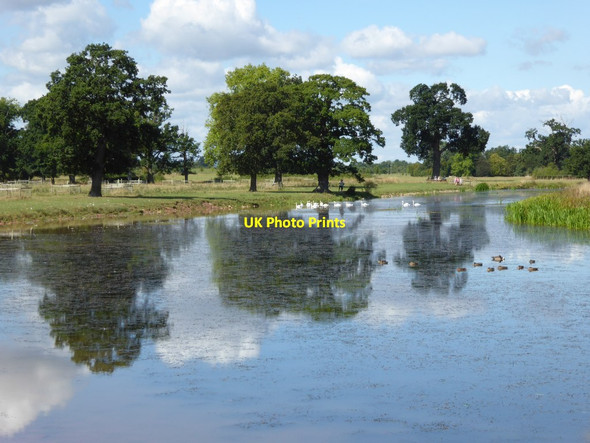 Photo 6"x4" Ducks and swans on Croome River Dunstall Common c2016