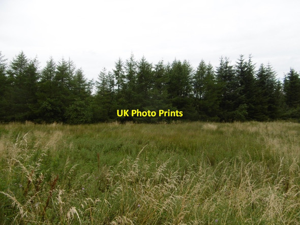 Photo 6"x4" Plantation near Moor Windy-Yett\/NS4750 c2016