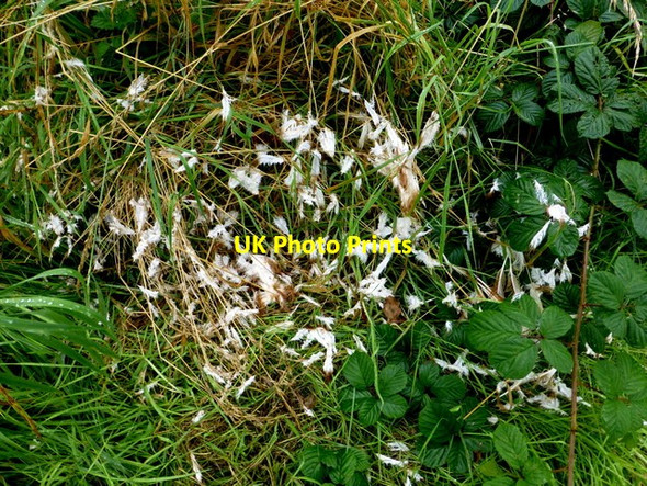 Photo 6"x4" Scattered feathers, Deroran Beragh c2016