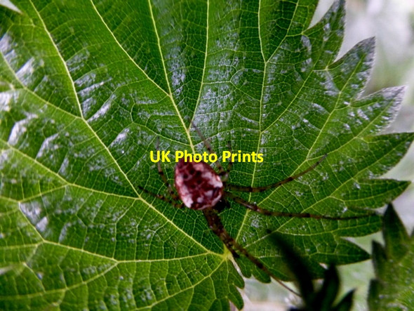 Photo 6"x4" Garden spider on a nettle leaf, Deroran Beragh c2016