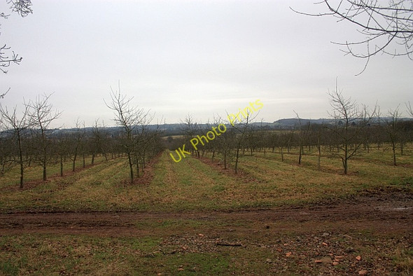 Photo 6"x4" Young Orchard, Staplow Staplow c2009