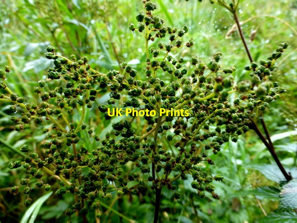 Photo 6"x4" Seed heads, Cranny Omagh c2016