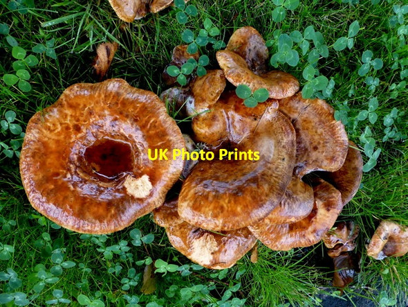 Photo 6"x4" Fungus, Knockgreenan \/ Georgian Villas Omagh c2016