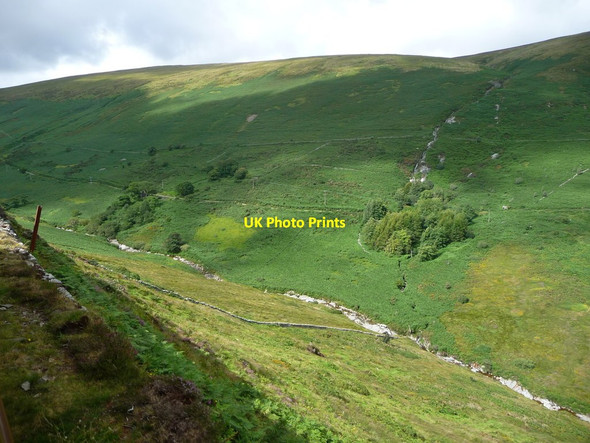 Photo 6"x4" Trees at Laggan Agneash, Laxey Glen Agneash c2016