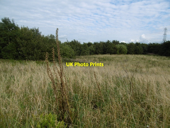 Photo 6"x4" Woodland off Kingston Road Neilston c2016