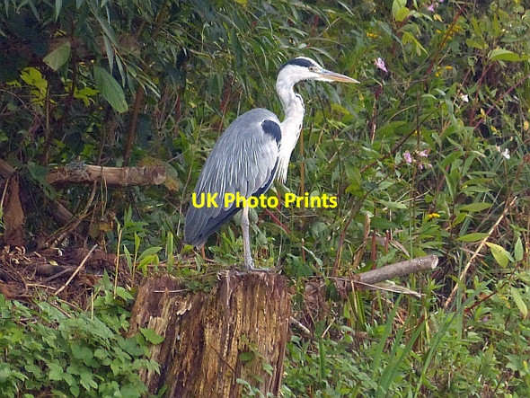 Photo 6"x4" Grey Heron, Woodstock Pool, Newport Newport\/Casnewydd c2016