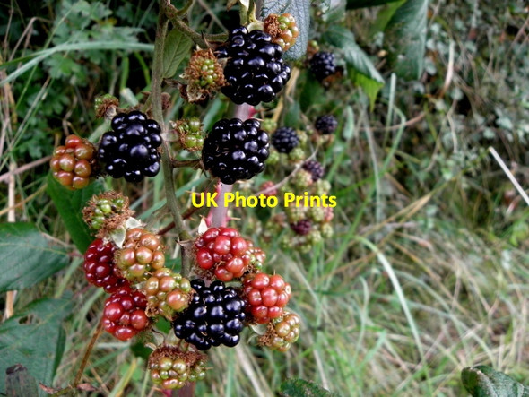 Photo 6"x4" Blackberries in various states of ripeness, Billary Drumquin c2016