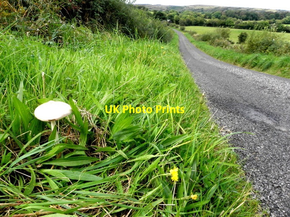 Photo 6"x4" Fungus along Barravey Road Drumquin c2016