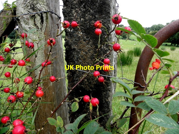 Photo 6"x4" Rose hips, Barravey Drumquin c2016