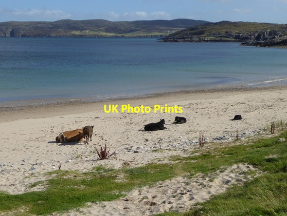 Photo 6"x4" Cows on the beach at Talmine Bay Talmine c2016