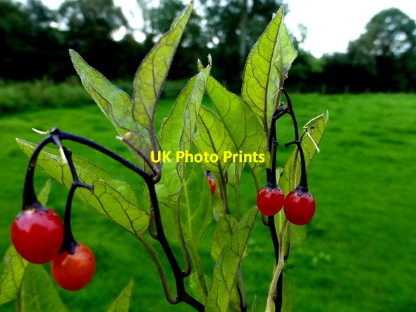 Photo 6"x4" Woody Nightshade or Bittersweet (Solanum dulcamara), Aghagallon Omagh c2016