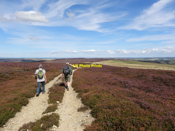 Photo 6"x4" Bridleway towards Edmondbyers Townfield c2016
