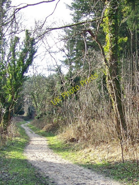 Photo 6"x4" Bridleway, Puddletown Forest Northbrook\/SY7594 c2009