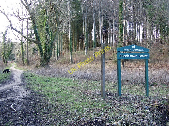 Photo 6"x4" Puddletown Forest Northbrook\/SY7594 c2009