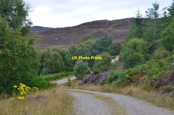 Photo 6"x4" Trees and open moorland, Creag nan Eun Invermoriston c2016