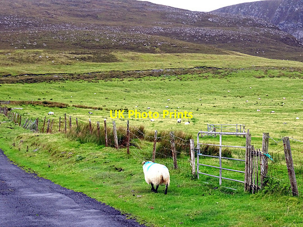 Photo 6"x4" Pasture beside the road to Lough Acorrymore Dooagh c2016