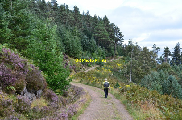 Photo 6"x4" Forest track above Loch Ness Alltsigh c2016