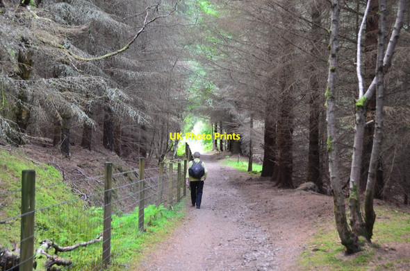 Photo 6"x4" Woodland path, Clunebeg Lewiston c2016