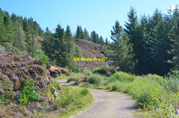 Photo 6"x4" Track in Abriachan Forest Abriachan c2016