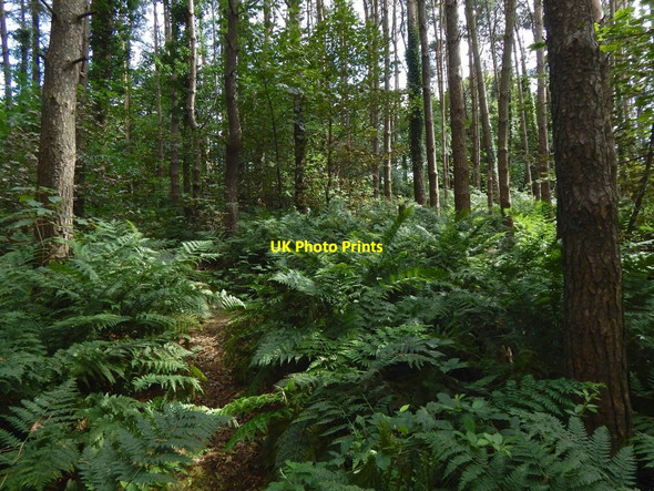 Photo 6"x4" In the woods near Stirling Road Alexandria c2016