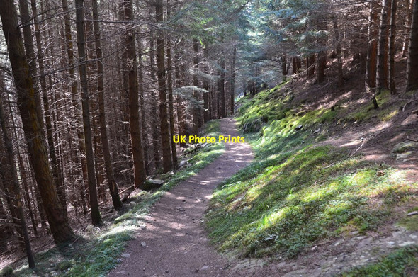 Photo 6"x4" Forest path, An Leacann Strone\/NH5228 c2016