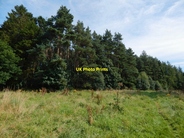 Photo 6"x4" Woods near Stirling Road Dumbarton c2016