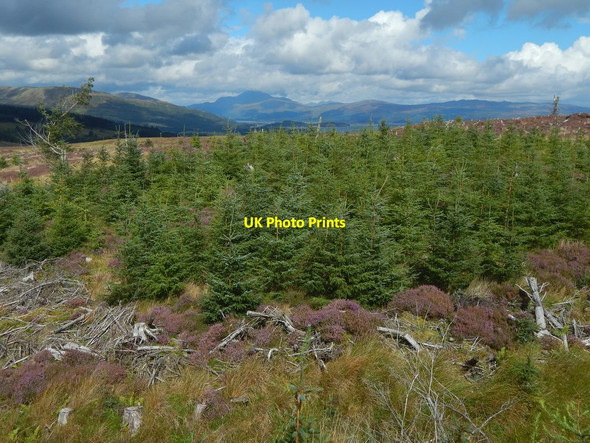 Photo 6"x4" Replanted forestry land Arden\/NS3684 c2016