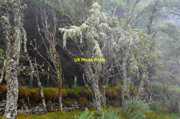 Photo 6"x4" Lichen-covered branches near Dunain Hill Bunchrew c2016