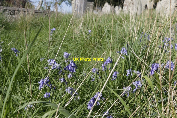 Photo 6"x4" Bluebells in the Grass Harpton c2016