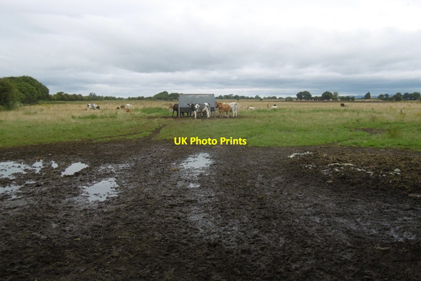Photo 6"x4" Cattle, Youlton Youlton c2016