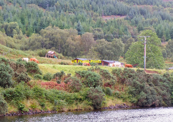 Photo 6"x4" Cows and chalets by the Caledonian Canal Kilmonivaig c2016