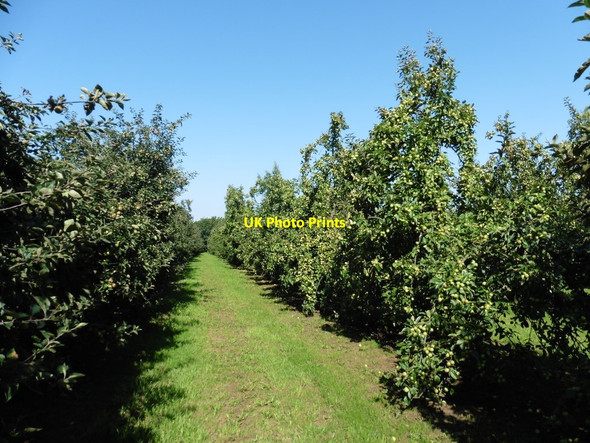 Photo 6"x4" Apple Orchard at New Cross New Cross\/ST4119 c2016