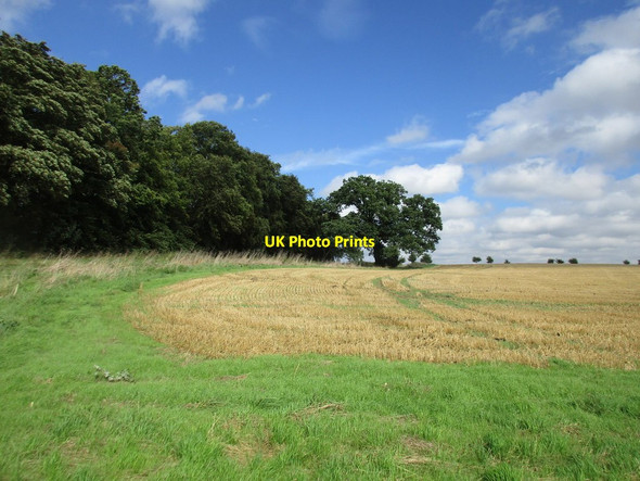 Photo 6"x4" Stubble and woodland Exton\/SK9211 c2016