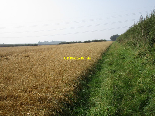 Photo 6"x4" Bridleway and field of oats Weston\/SK7767 c2016