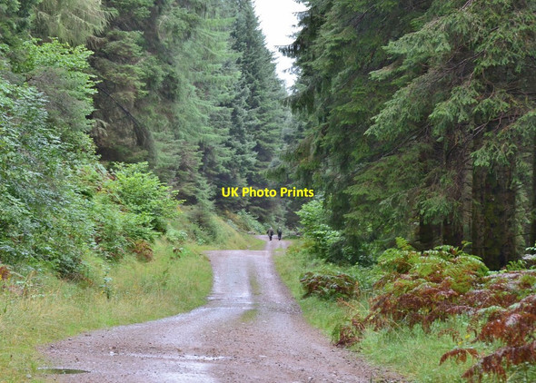 Photo 6"x4" In Clunes Forest South Laggan Forest\/NN2493 c2016