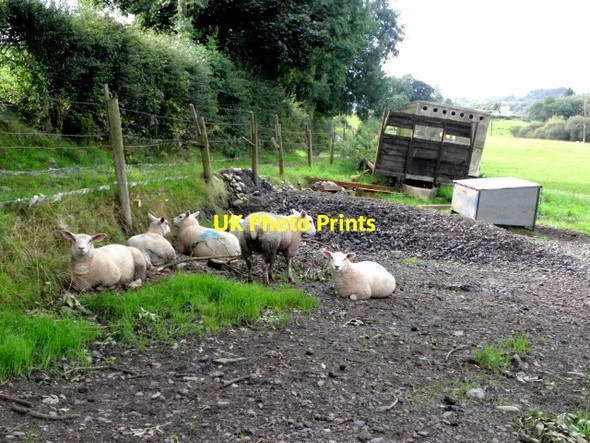 Photo 6"x4" Sheep taking a rest, Botera Lower Omagh c2016