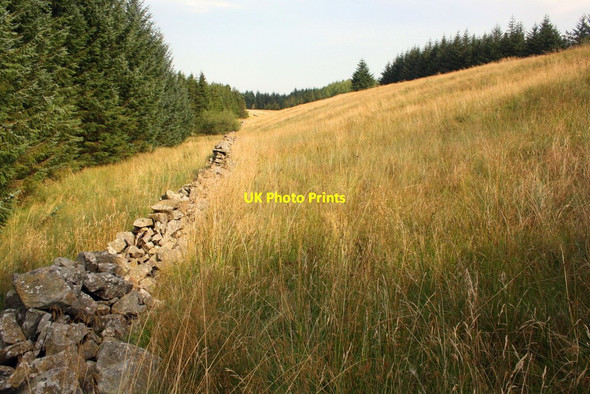 Photo 6"x4" Dry stone wall in forestry at High Green Field Cow Pasture\/SD8279 c2016