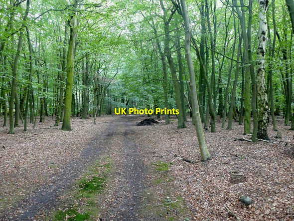 Photo 6"x4" Thorney Brown Wood Thorney\/SK8572 c2016