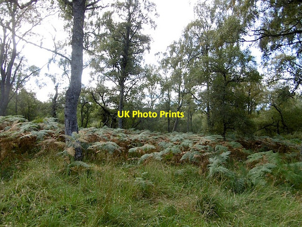 Photo 6"x4" Woodland, Muir of Dinnet Dinnet c2016