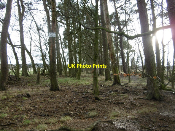 Photo 6"x4" Strip off Cockburnhill Road Glenbrock c2016