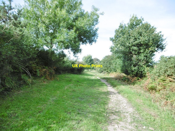 Photo 6"x4" Studland, bridleway Studland c2016