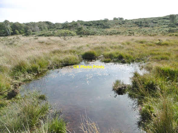 Photo 6"x4" Godlingston Heath, pond Studland c2016