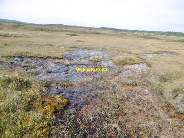 Photo 6"x4" Godlingston Heath, spring Studland c2016