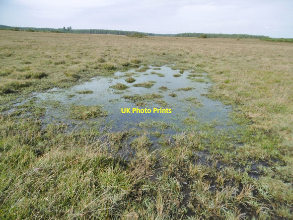 Photo 6"x4" Godlingston Heath, seasonal pond Studland c2016