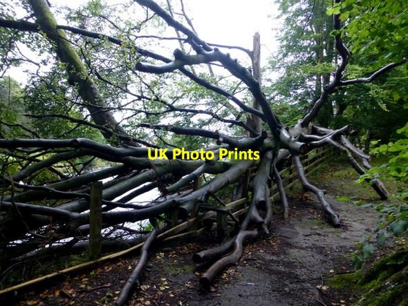 Photo 6"x4" Fallen tree, McCauley Park, Omagh Omagh c2016