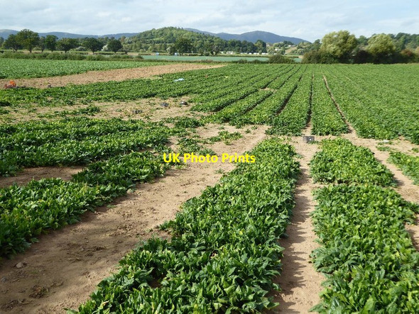 Photo 6"x4" Market gardening near Clifton Birch Green\/SO8545 c2016
