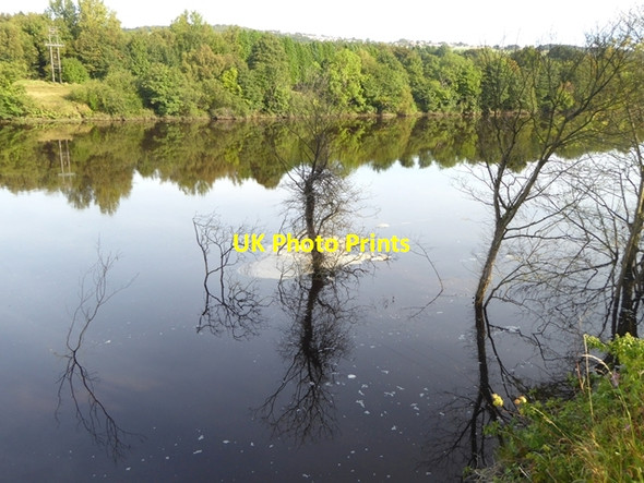 Photo 6"x4" Flooded trees in the Tyne Clara Vale c2016 P1
