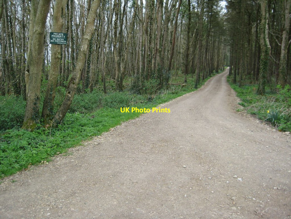 Photo 6"x4" Private woodland road, Kingston Kingston\/SY9579 c2012