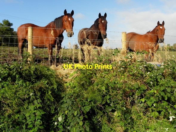 Photo 6"x4" Horses, Tattykeel Omagh c2016