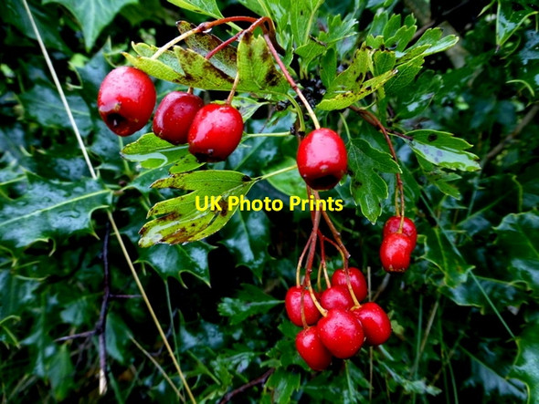 Photo 6"x4" Hawthorn berries, Botera Upper Omagh c2016